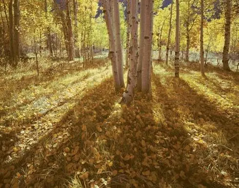 Yellow golds dominate this image yet subtle variations into browns toward the - фото 60