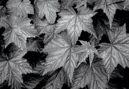 Trailside leaves produce a rhythmic mix of metallic forms interspersed with - фото 9