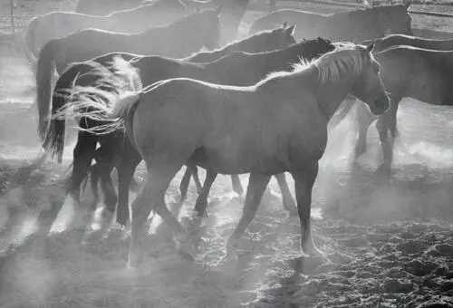 Morgan Yazee is a Navajo rancher and show horse producer I visited his ranch - фото 141