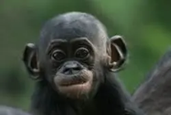 1Pequeño instrumento de cuerda originario de Oriente Próximo que forma - фото 3