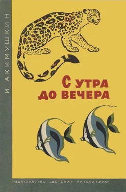 Игорь Акимушкин С утра до вечера обложка книги