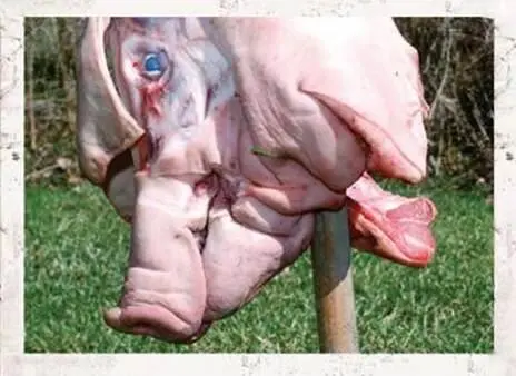 Its hard to eat pigs when their chinny chin chin hair gets stuck between - фото 62