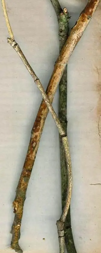 Now I understand like everlasting pretzels why dogs chew on bones I need a - фото 72
