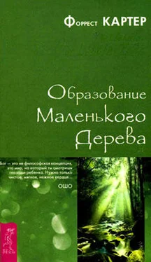 Форрест Картер Образование Маленького Дерева обложка книги