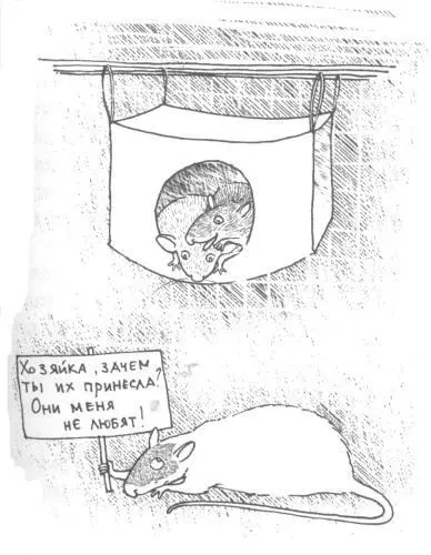 На следующий день все крысы стали ласковыепреласковые наперебой подлизываясь - фото 7