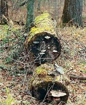 Природа Уссурийского заповедника Верховья реки Артемовки Туристические фирмы - фото 76