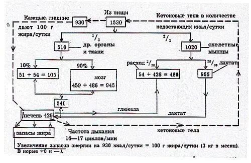 Рис 5 Общая схема суточного распределения энергии в организме обычного - фото 5
