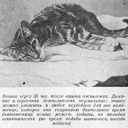 Однако в статье не было ни слова об опытах по оживлению отдельно взятой головы - фото 7