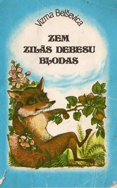 Vizma Belševica ZEM ZILĀS DEBESU BĻODAS обложка книги