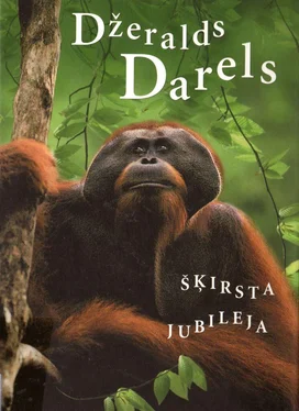 Džeralds Darels Šķirsta jubileja обложка книги