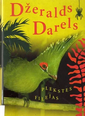 Džeralds Darels PLEKSTES FILEJAS обложка книги