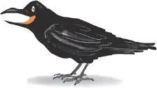 On top of that birds had to be homeschooled not like sheep or cows who - фото 20