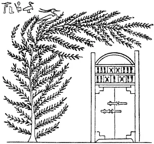 По W iii 349 рисунок из гробницы Хау Дерево вероятно именно то дерево - фото 171