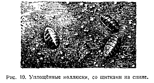 В береговой области океанических островов среди кораллов живёт моллюск - фото 12