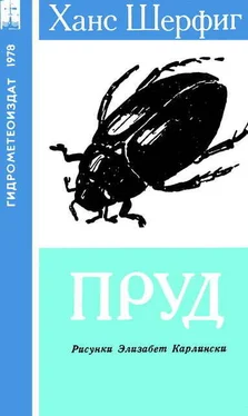 Ханс Шерфиг Пруд обложка книги