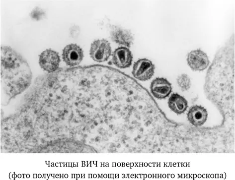 Человечество научилось отличать вирусы от бактерий лишь в последние сто лет - фото 2