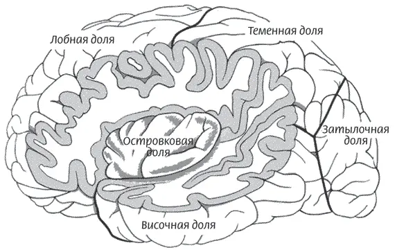 Рисунок 5 Левое полушарие мозга вид сбоку доли головного мозга подписаны - фото 6