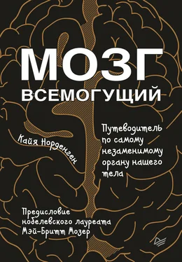 Кайя Норденген Мозг всемогущий обложка книги