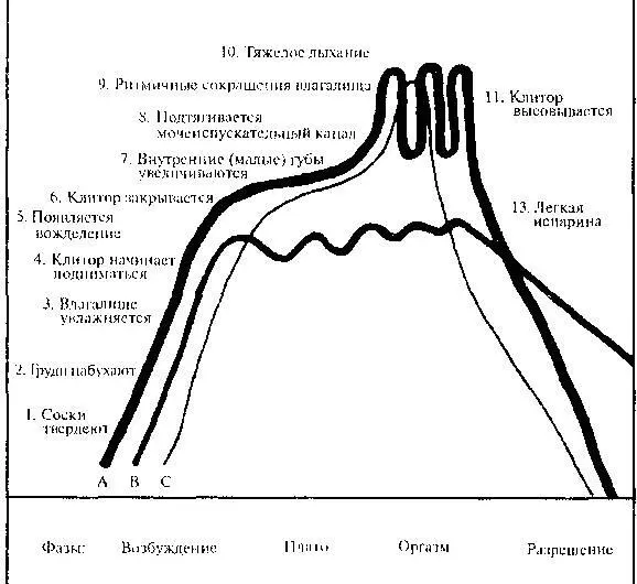 лишь одной функции сексуальной стимуляции Другие исследователи - фото 5