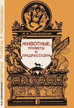 Иван Заянчковский Животные, приметы и предрассудки обложка книги