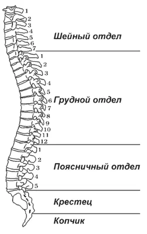 Рис 1 Вы видите что позвоночный столб напоминает букву S Такую форму наш - фото 1