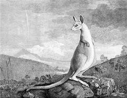 George Stubbss The Kongouro from New Holland 1772 So who were those natives - фото 44