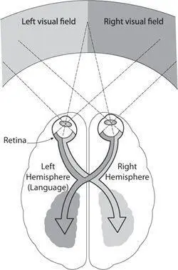 Processing of the left and right visual fields in the brain The second - фото 65