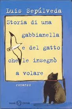 Luis Sepulveda Storia di una gabbianella e del gatto che le insegnò a volare обложка книги