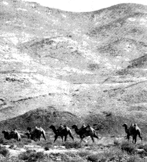Дикие верблюды Заалтайская Гоби Монголия Таким образом сегодня нет - фото 27