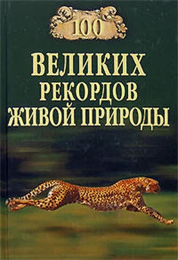 Николай Непомнящий 100 великих рекордов живой природы обложка книги