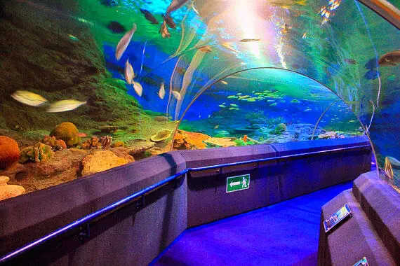 В аквариуме Underwater World Акула в Underwater World Адрес2222 Moo - фото 213