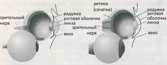Рис 15Диаграмма слева показывает общую схему глаза млекопитающего Заметим - фото 5