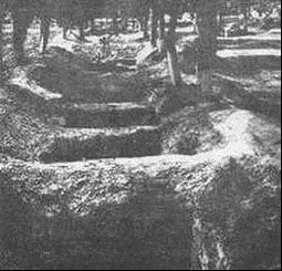 Спільні могили між деревами овочевого саду Розкопинами керувала - фото 3