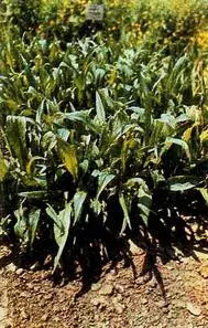 Скорцонер отрастающий Гравилат городской Эстрагон Кат - фото 11