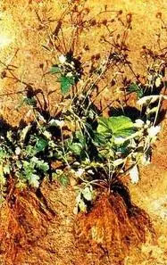 Гравилат городской Эстрагон Катран Любисток - фото 12