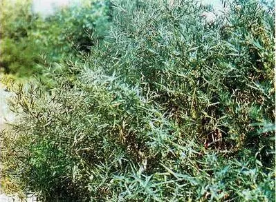 Эстрагон Катран Любисток Зимний букет с цветоносами лу - фото 13