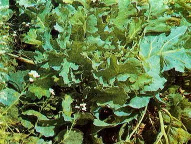 Катран Любисток Зимний букет с цветоносами лука Зимний - фото 14