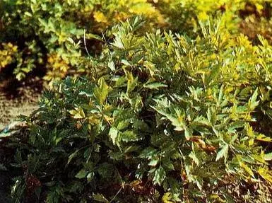 Любисток Зимний букет с цветоносами лука Зимний букет с майораном - фото 15