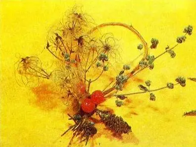 Зимний букет с майораном Зимний букет с барбарисом Зимний букет с майораном - фото 17