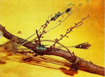 Зимний букет с барбарисом Зимний букет с майораном и красным перцем Перец - фото 18