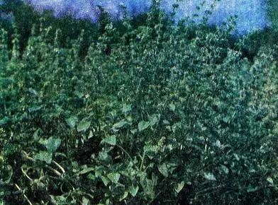 Базилик обыкновенный Базилик эвгенольный Шалфей мускатный - фото 26