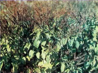 Пряности - фото 27