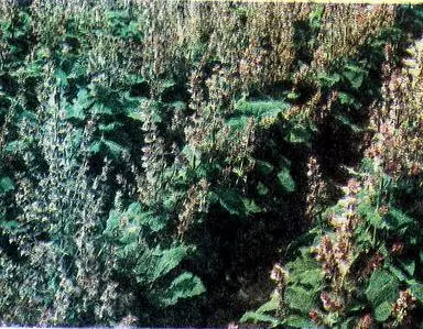 Шалфей мускатный Чабер садовый Чабер горный Чабер души - фото 28