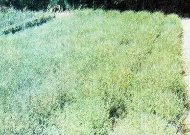 Чабер садовый Чабер горный Чабер душистый - фото 29