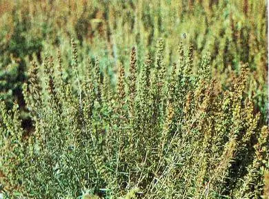 Пряности - фото 30