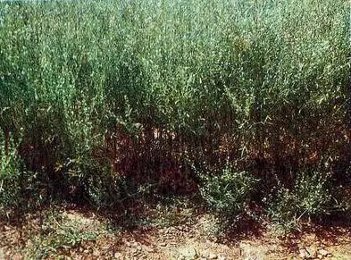 Чабер душистый Чернушка посевная вверху общий вид растения внизу - фото 31