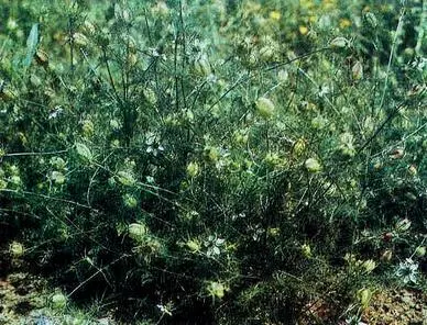 Чернушка посевная вверху общий вид растения внизу цветоносы и семена - фото 32