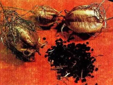 Чернушка посевная вверху общий вид растения внизу цветоносы и семена - фото 33