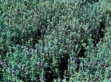 Змееголовник молдавский Иссоп обыкновенный Майоран садовый - фото 34