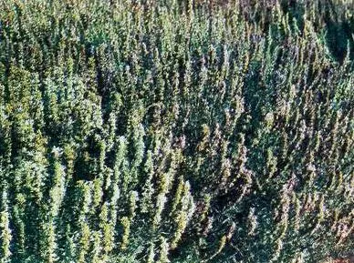 Пряности - фото 35